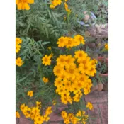 天然日曬 乾燥花 芳香萬壽菊 99%葉子+1%花 混合 （公克）