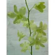 綠花秋石斛蘭-成熟株（沒有花）