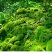 苔蘚孢子粉 青苔種子 苔玉材料 微景觀造景 生態瓶 盆栽鋪面 綠化裝飾 陰濕植物 園藝療癒 綠色地毯 悶養植物 孢子繁殖