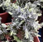 (缺貨中)花花世界-常綠喬木**白鵬杜松**-八房杜松/6吋盆/高20-40cm/特別的樹種/MA