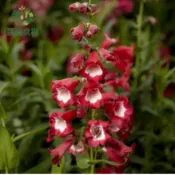 釣鐘柳種子 風鈴草 鐘形花 多年生草花 耐寒花卉 花壇邊緣 蜜源植物 春季開花 盆栽陽台 庭園造景 切花材料 易種好養