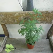 ~長榮~~【芳香萬壽菊】3吋盆 5吋盆　甜香葉萬壽菊　泡茶　賞花　防蚊蟲　多功能香草植物　庭園美化