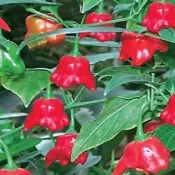 綠島花坊|風鈴觀賞椒種子 可食用  陽臺盆栽  家庭園藝種植  發芽率95%