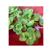 (店+)水生植物 水芙蓉 布袋蓮 銅錢草