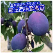 西梅苗，霸王西梅藍蜜✅矮化嫁接✅可盆栽陽台快速產果 紫色蜜棗李 紅肉李 西梅藍蜜 西梅苗 果苗 樹苗 矮化果樹 矮生盆栽