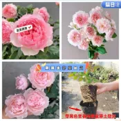 隔日達🌹玫瑰花苗🌹現貨 基地直達 莫妮卡戴維月季扡插苗 大花濃香開花美人尖粉色玫瑰種子四季盆栽花卉歐月 玫瑰苗帶葉子