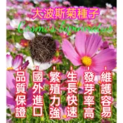 【隔日到貨】大波斯菊種子 波斯菊 1公斤裝  花海種子 綠肥/景觀美化/花海用 高發芽率 新鮮種子 可播100坪