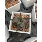 【星辰多肉】龍麟  三吋 穩根連盆寄送。多肉植物，療癒，觀葉，多肉。（寄送會掉葉，可接受再下單）