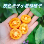 【桃色王子小番茄種子】桃太郎品種 玉女小番茄 爆多產 爆甜口感 家庭盆栽 陽台菜園 迷你番茄 鮮食聖品 種子現貨