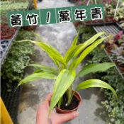 田尾玫瑰園 l 黃竹、萬年青【三吋盆 高度約15cm】新手植物 淨化空氣 招財植物 觀葉植物 (田尾在地商家)
