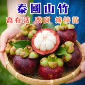 【泰國山竹】正宗嫁接苗 4年粗壯苗 山竹 山竹苗 馬仕特 水果苗 果樹苗