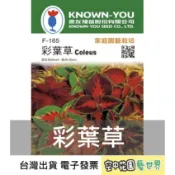 【台灣出貨 電子發票】彩葉草 五色草 洋紫蘇 種子 150粒 花卉 家庭園藝 農友 空中花園藝世界 F-165