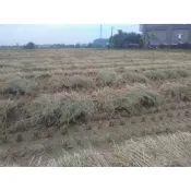 乾稻草  一箱  ------稻草人用--種西瓜用,