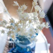 新色上架 多色八角花 木百合 擴香花 星星花 乾燥花材 永生花 不凋系列 新娘頭飾 乾燥花材