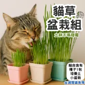【12HR台灣出貨】 大麥草 小麥草貓草盆 貓草種植 小麥種子 貓草盆栽 貓薄荷 土耕貓草 小麥草種植 貓草種植組 貓草