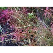 四葉草水生植物。水草造景-紅頭趴趴熊5株140元(出貨時水上葉唷！)介意者請勿下單