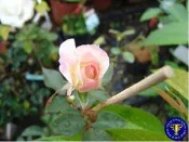 ╭＊田尾玫瑰園＊╯香花植物-玫瑰-( 馬蒂完達Matilda )