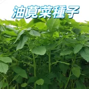 【油莧菜種子】可食用野菜 紅鳳菜 紅莧菜 觀音菜 補血 家庭菜園 盆栽 新手易種植 連續採收 台灣發貨