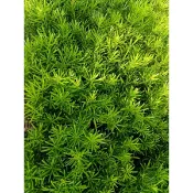 ★綠霖園藝★羅漢松 高度大約20公分 觀賞植物/水果樹苗/新興果樹/果苗/嫁接/植物/盆栽