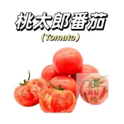 嘉義現貨（日本桃太郎番茄種子）經典品種 中果 抗病強 好照顧 ，高產量，初學者必種盆栽地栽蔬菜種子#果菜TOMATO