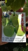 ╭＊田尾玫瑰園＊╯新品種水果苗-(帝王蜜棗)蜜棗.1尺高280元(最新品種)
