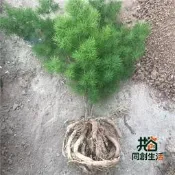 【同創】蓬萊松  ，淨化空氣防輻射，適合室內陽臺客廳擺放