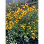 芳香萬壽菊（多年生草本植物）