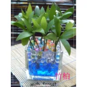 WISH FOREST【種子盆栽專用種子】竹柏,羅漢松,
