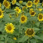 【隔日到貨】 波斯菊和向日葵 花海種子 波斯菊 100公克 向日葵 200公克