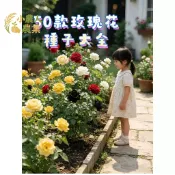 現貨 50款 七彩玫瑰 紅白玫瑰 藍玫瑰 花苗種子 陽台盆栽 四季開花 觀賞花卉 多年生 庭院造景 香花植物玫瑰花籽