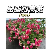 嘉義現貨（胭脂扣爬藤玫瑰種子MG-49）Rose薔薇種子 粉紅係群生薔薇月季種子庭院陽台灑下就能活懶人觀賞花卉花海種子