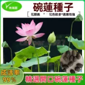 【睡蓮 碗蓮種子】小型荷花種子 睡蓮種子碗蓮水培植物種籽子四季開花荷花花卉客廳庭院魚缸好水養盆栽蓮藕綠植水缸植物7天發芽