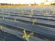 雜草抑制蓆 抑草蓆2尺/ 50米長（台灣製造）