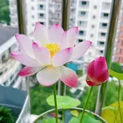 台灣發貨【已開口】 精選碗蓮花種子 微型荷花 蓮花種子 高發芽率 四季播種 水生植物 水蓮花 陽臺庭院盆栽 佛系花卉種子