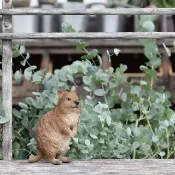 日本Magnets擬真動物系列 可愛家飾澳洲短尾矮袋鼠造型存錢筒