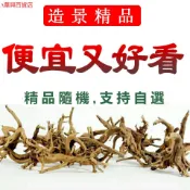 ##臺灣爆款## 魚缸水草缸造景妖精森林景觀素材莫斯樹形純天然沉木杜鵑根樹枝