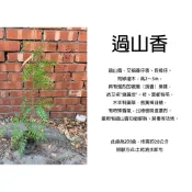 心栽花坊-過山香/3吋/小品/香料香草植物/綠籬植物/綠化植物/特價50