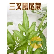 綠果庭院 苔蘚蕨類 三叉鳳尾蕨 細葉鳳尾蕨 鳳尾蕨科 觀葉室內耐陰植物 3吋 清新潮流室內好照顧