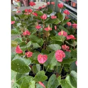 霏霏園藝。火鶴花3吋盆特價一棵100元原價180元
