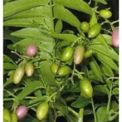 植plant & flower ~ 過山香  誘鳥樹  民俗植物