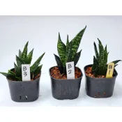 [1150801更新] 貝殼 虎尾蘭 (多 🌵溫馨の多肉🌞 觀賞 淨化空氣 多肉植物
