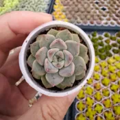 小叮噹（Tinker Bell)/1吋盆   限量優惠🎉買一送一🌸Q萌多多肉🌸｜生日·婚禮小物｜療癒小品｜植株組盆…