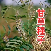 【甘草種子】 正品保證 中藥草種子 自然農法 原生種子 盆栽藥用植物 可食用根莖 多年生 強健好種 綠化庭院