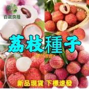 台灣荔枝種子 黑葉玉荷包新品種 盆栽觀賞 果樹苗 DIY種植 綠化庭院 園藝療癒 水果籽 實生苗 植物種子 可水耕 室內