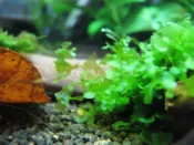 蝦兵蟹將【水草造景】怪蕨莫斯【散裝/份】前景草 蕨類植物 蘿蔓藤蕨類 陰性水草 莫絲 默思 默絲 入門級 初學者