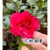 《花鄉園藝》 玫瑰杜鵑、西洋杜鵑、3寸、重瓣