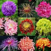 ✔💯千頭菊 菊花種子 荷蘭菊 萬壽菊 波斯菊 大菊花 多色菊花 可食用菊花四季播種耐寒花卉盆栽 千頭菊種子 多買多送