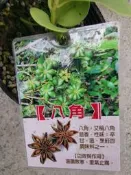 ╭＊田尾玫瑰園＊╯香料植物~(八角)--高12cm500元