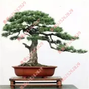 隔日出 松樹種子（100粒）種植 美人鬆 油鬆 華山鬆 鬆樹盆栽旺宅好運觀賞盆栽松樹 觀賞花卉種子 羅漢松造景盆栽種子