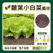 【台灣出貨 電子發票】鳳珍皺葉白菜 種子 尼龍菜 菜籽 皺葉 小白菜 貝比菜 水耕 生菜 空中花園藝世界